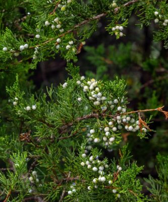A detailed view of juniper branches with lush green leaves and clusters of white berries.