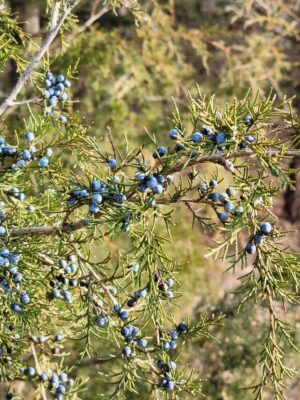 Vibrant blue juniper berries on a lush evergreen branch in a sunlit outdoor setting.