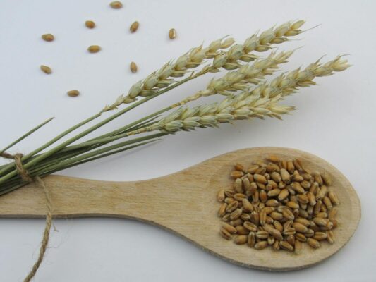 A close-up view of wheat grains on a wooden spoon with wheat stalks on a light background.