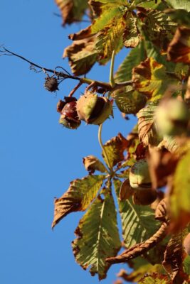 Close-up of autumn chestnuts and leaves on a tree branch against blue sky.
