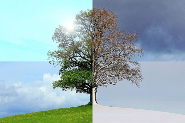 seasons of the year, nature, summer, autumn, winter, spring, tree