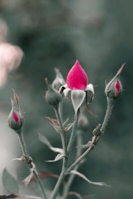 A cluster of vibrant pink rose buds in a garden setting, showcasing natural beauty and serenity.