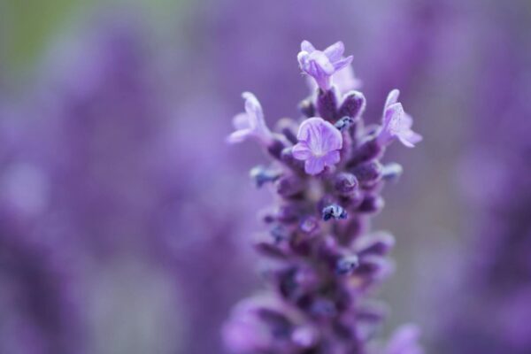 Detailed close-up of purple lavender flowers, showcasing intricate petals and vibrant colors.