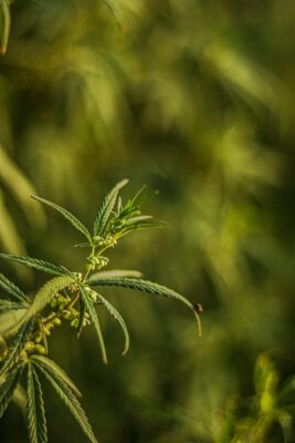 Detailed view of industrial hemp plant with green leaves and blurred background.