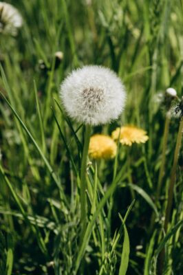 Detailed view of a dandelion against vibrant green grass in a sunny spring meadow.