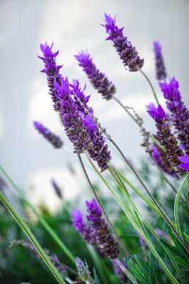 Vivid close-up of blooming lavender flowers showcasing vibrant purple hues.