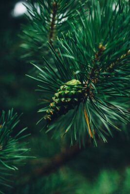 Detailed shot of a green pine cone on a needle-leaved branch amidst lush greenery.