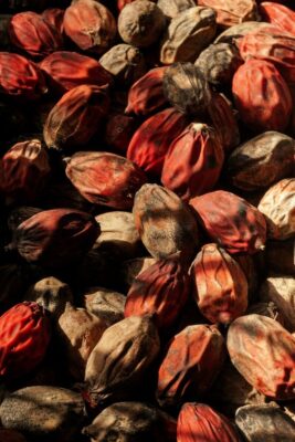 Doğanın Kadim Mirası: Kara Halile Nedir ve Nasıl Kullanılır? A detailed close-up of dried betel nuts showing their rich textures and colors.
