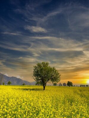 A solitary tree stands in a vast mustard field under a stunning summer sky. Perfect for travel and nature themes.