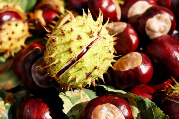 chestnut, buckeye, red horse chestnut, spur, fall, buckeye, buckeye, buckeye, buckeye, buckeye