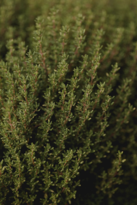 Aromatic fresh thyme plants thriving in a summer garden environment.