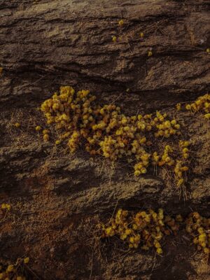 Close-up of vibrant yellow moss growing on a textured rock surface, enhancing natural landscape beauty.