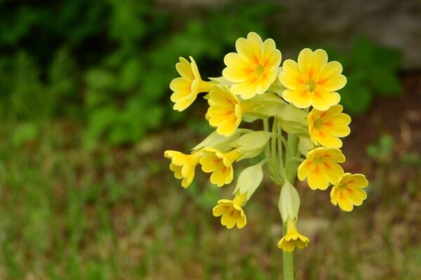 primrose, spring primrose, primula veris, spring aspect, spring flowers, yellow flowers, primrose, primrose, primrose, primrose, primrose, primula veris, primula veris, primula veris
