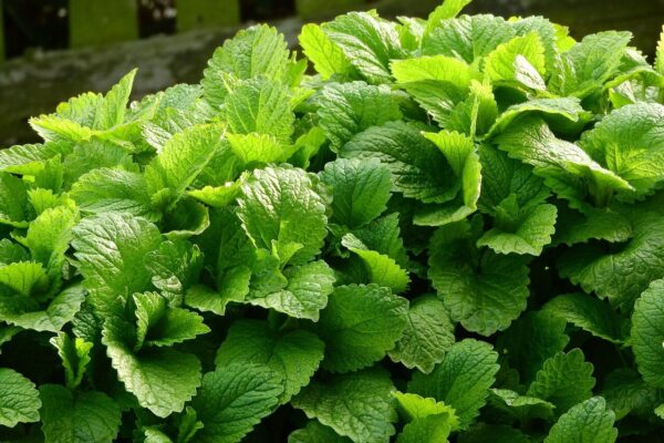 lemon balm, medical, melissa officinalis, nature, herbs, leaves, medicinal herbs