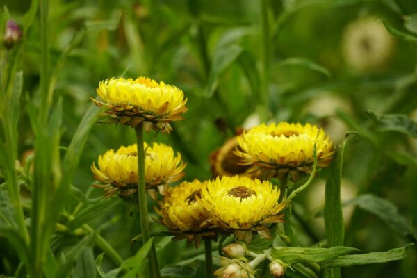 Close-up of vibrant yellow strawflowers blooming in a lush garden setting.