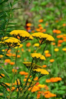 fernleaf, fern leaved milfoil, nature, high yarrow, high sheaf, gold yarrow, yellow yarrow, achillea filipendulina, garden, cottage garden, summer flowers, blossom, bloom, yarrow, flora, yellow plant, shrub, composites