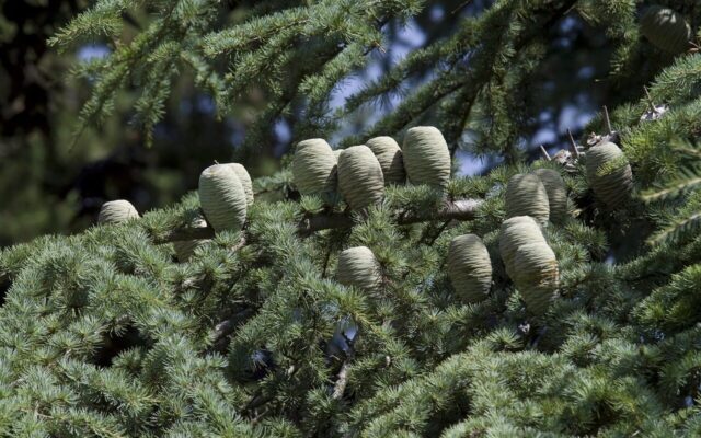 Doğanın Kadim Mirası: Sedir Yağı ve Kullanım Alanları Hakkında Kapsamlı Rehber cedar, cedar cone, pine family, tap, evergreen tree, cedar, cedar, cedar, cedar, cedar