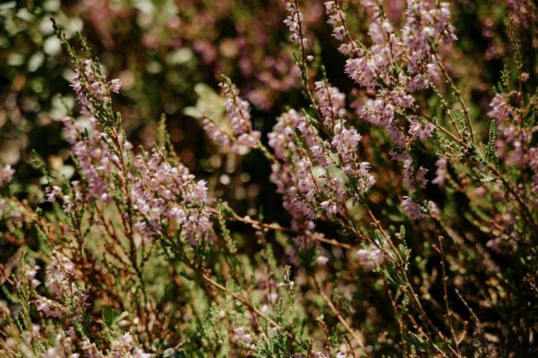 Vibrant heather flowers blooming under summer sunlight in an outdoor garden.