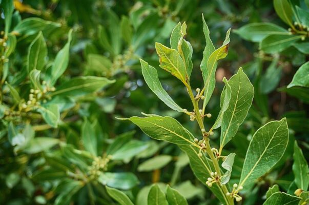 laurel, laurel tree, laurel plant, tribe, leaf, shrub, tree trunk, nature, seasoning