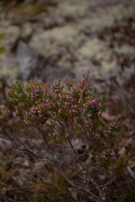 A close-up of blooming wild heather in its natural outdoor setting.