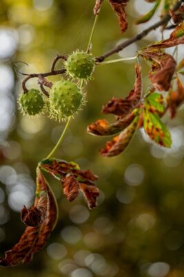 Vibrant spiny chestnuts hanging on a branch with autumn leaves in the forest.