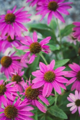 Beautiful pink coneflowers blooming in a Boise, Idaho garden.