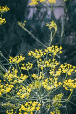 Beautiful yellow fennel flowers blooming in a Boise garden, United States.