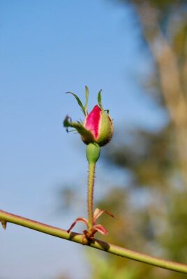 Vibrant rose bud against blue sky in Madagascar's spring.