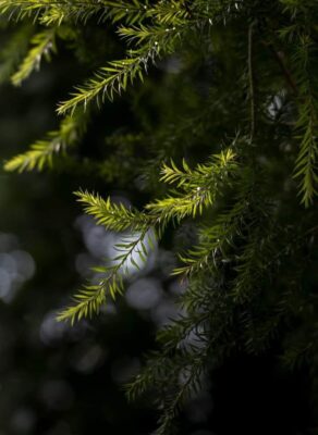 A serene close-up of evergreen branches with soft natural lighting, highlighting their vibrant green color.