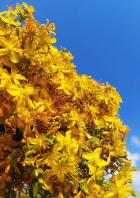 Bright yellow St John's wort flowers blooming vividly against a clear blue sky, capturing the essence of summer nature outdoors.