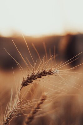 A closeup of wheat against a warm, golden sunset in a tranquil field setting.