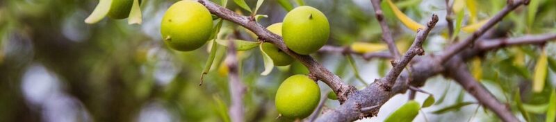 tree, plugged, nature, leaf, fruit, argan, argan yağı, argan, argan, argan, argan