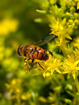 Detailed shot of a bee collecting pollen from bright yellow flowers.