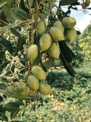 Doğanın Kadim Mirası: Kara Halile Nedir ve Nasıl Kullanılır? Close-up of green olives hanging from a tree branch in a sunny Ho Chi Minh City orchard.