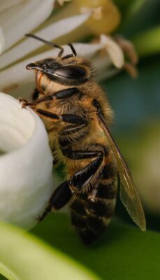 Detailed macro shot of a honeybee collecting nectar from a white flower in Teşvikiye, Türkiye.