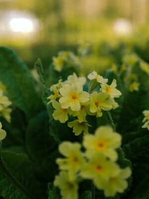 Vibrant yellow primrose flowers in lush greenery, perfect for spring themes.
