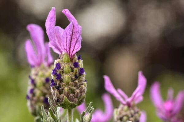 Close-up of fresh lavender in full bloom highlighting purple petals and natural beauty.