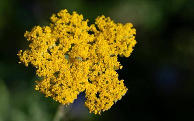 Close-up of a vibrant yellow yarrow flower (Achillea millefolium) with blurred green background.