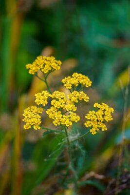 Close-up of vivid yellow yarrow flowers in their natural habitat, showcasing intricate details and natural beauty.