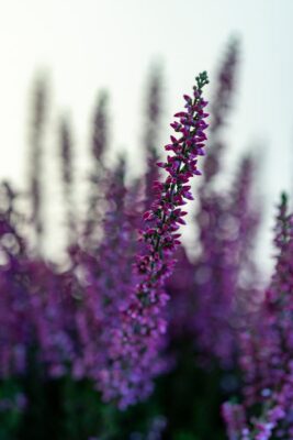 Close-up of vibrant heather flowers blooming with soft, dreamy background.