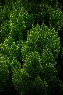 Doğanın Kadim Mirası: Sedir Yağı ve Kullanım Alanları Hakkında Kapsamlı Rehber Vibrant green cedar branches creating a lush, textured botanical scene in natural lighting.