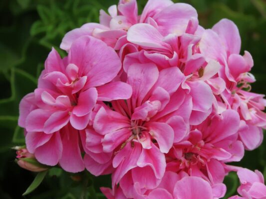 Close-up of pink geranium flowers in full bloom, showcasing vibrant petals in a Sydney garden.