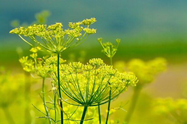 fennel, beautiful flowers, yellow, flowers, nature, plant, flower background, flower wallpaper, perennial herb