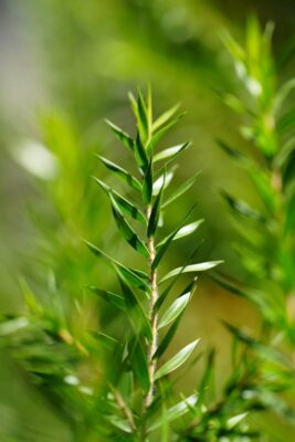 Detailed macro shot of fresh rosemary leaves with vibrant green colors, perfect for nature and botanical themes.