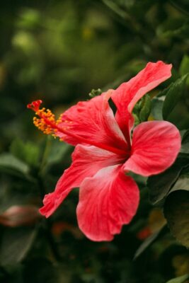 Close-up of a stunning red hibiscus flower with lush green foliage in the background.