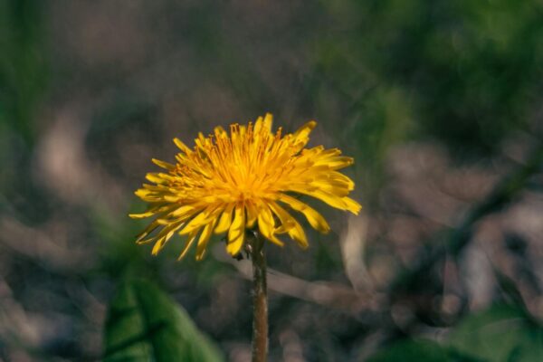 A detailed macro shot of a bright yellow dandelion flower blooming outdoors in spring.