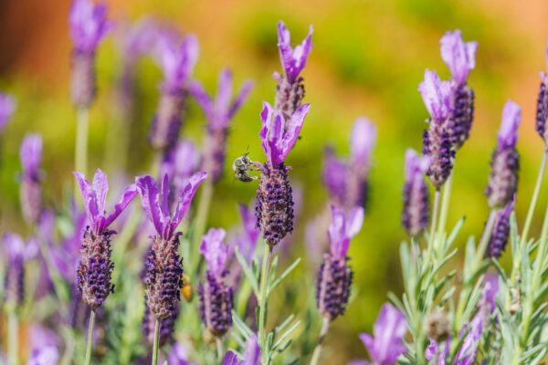 Close-up of vibrant lavender flowers with a bee collecting nectar. Perfect depiction of nature's beauty.