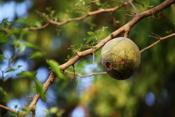 Close-up of a single baobab fruit on a branch with lush green leaves in a natural setting.