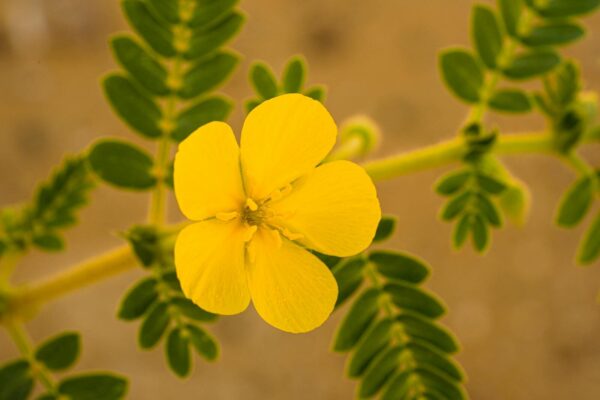 Detailed close-up of a Tribulus Terrestris flower with vibrant yellow petals and green leaves.
