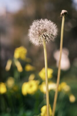 A detailed view of a dandelion seed head with blurred yellow flowers in the background.